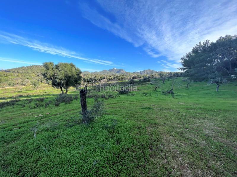 Foto 08edafe2-bdc1-451b-9aa4-34ddaf5cd522. Rural plot in Felanitx poble Felanitx