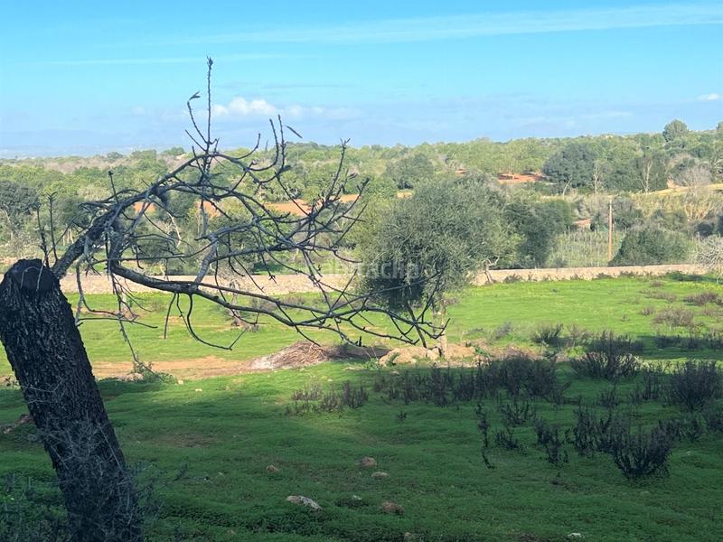 Foto 2f857062-6742-4b43-aa53-d5aed88f93a8. Rural plot in Felanitx poble Felanitx