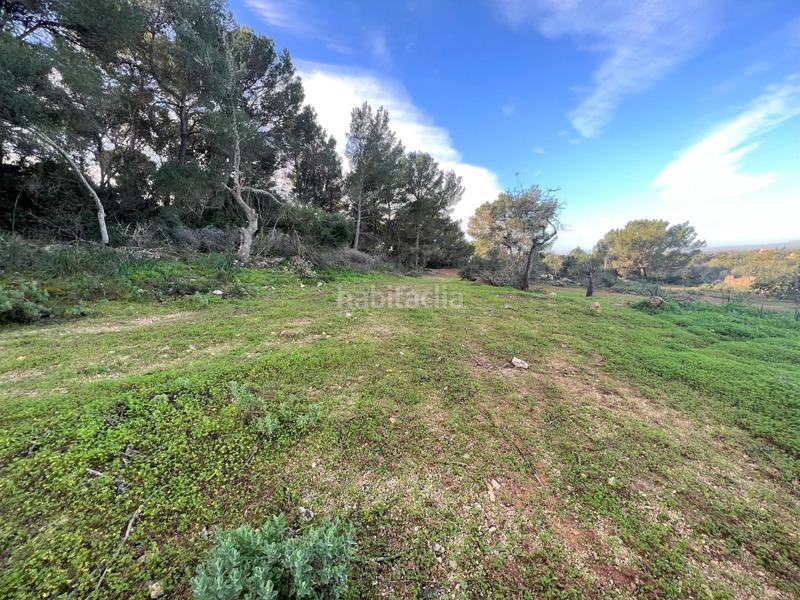 Foto 7d6f9765-8627-4c8d-88ef-af6a83506e06. Rural plot in Felanitx poble Felanitx