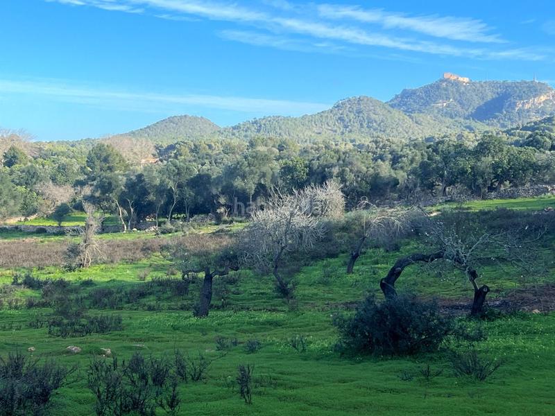 Foto 845aa725-b8d0-4f60-a9c1-caae81527109. Rural plot in Felanitx poble Felanitx