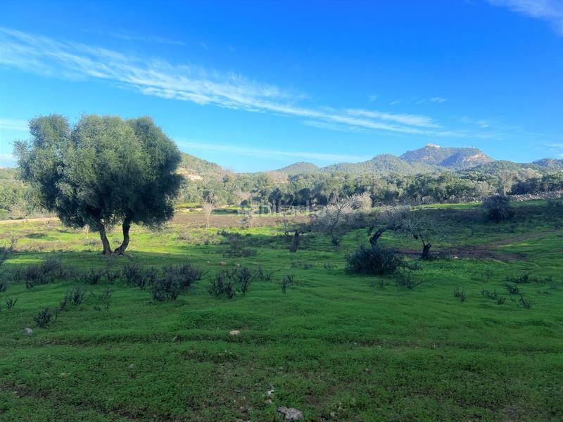 Foto eeefe68b-68a8-4782-bd89-d65995ddbdcf. Rural plot in Felanitx poble Felanitx