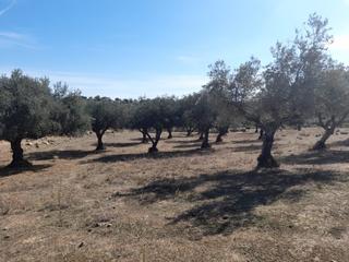Casa  N/a. Estupenda finca en san vicente de alcantara