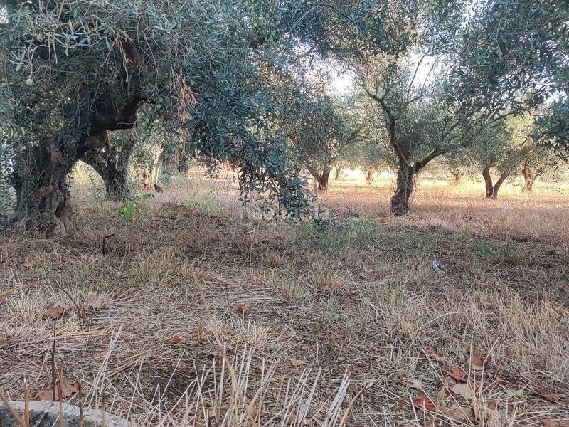 Foto cd56fb83-aa72-4548-97e7-710da6efa695. Wohngrundstück in pedanías de Badajoz Badajoz