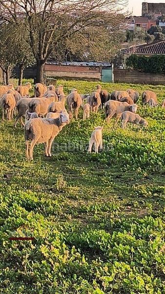 Foto 059e86dd-a6a2-488f-b5a9-3bb7022d093d. Masia amb aparcament a Oeste Mérida