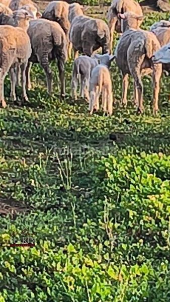 Foto cff0e9c7-12d7-4a6e-ac64-40b855d1e0f9. Masia amb aparcament a Oeste Mérida