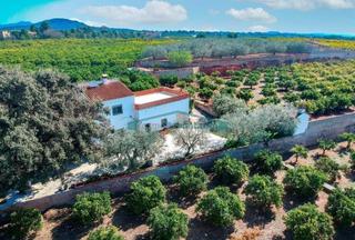 Finca rústica a Casco Urbano. Finca de naranjos y olivos con casa en náquera