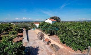 Finca rústica en Casco Urbano. Finca de naranjos y olivos con casa en náquera