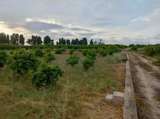 Finca rústica a Corbera. Terreno agrícola en venta  13.013 m2 con cultivo de naranjos en