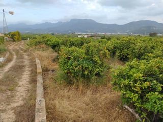 Propriété à Corbera. Terreno agrícola en venta  13.013 m2 con cultivo de naranjos en