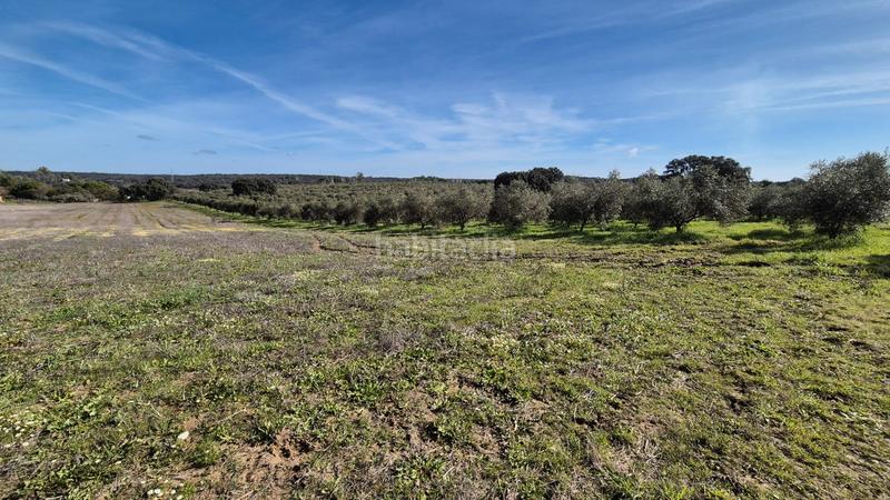 Foto 2c20533c-f288-446e-934a-2357722f49df. Fondo rustico in Dehesilla de Calamón - Campomanes Badajoz