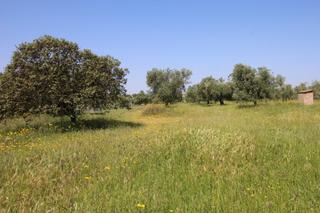 Fondo rustico in Esparragalejo