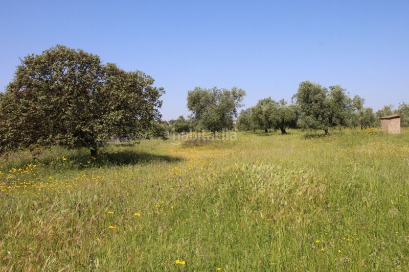 Foto fbbccc7c-02d1-4a09-8dd9-236b8ce6707f. Terreny residencial a Esparragalejo