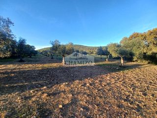 Finca rústica a Carretera zalamea 21. Preciosa finca en venta de olivar, encinar y monte