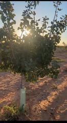 Landgut in Pedanías - Extrarradio