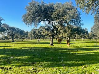 Terreny residencial a Brozas. Brickasa inmobiliaria les ofrece, esta magnífica finca ganadera