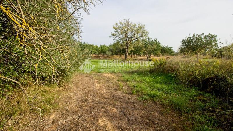 Foto 86c111d0-64e3-48f1-82ff-7b3aa0f3aec5. Masia a Búger