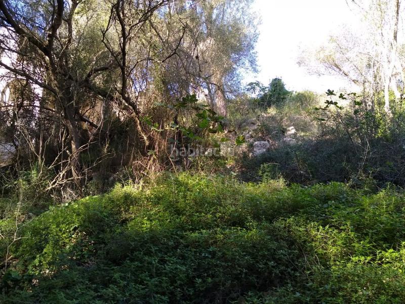 Foto 21135e48-ae90-47a3-9e53-2335b103fcc4. Wohngrundstück in Cala Llombards Santanyí