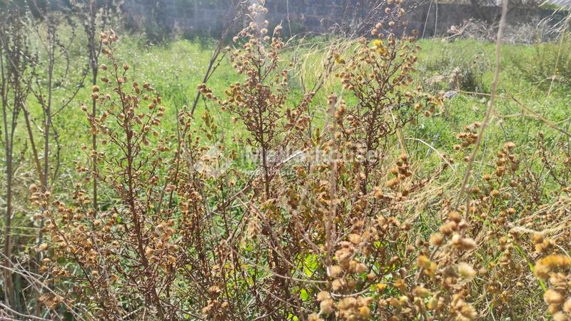 Foto 0d4198c5-5e62-4e7b-a3fd-767fa13c3c80. Terreno residencial en Muro