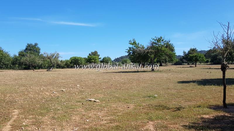 Foto a0050250-6b20-43a1-a78c-63c4d94505ff. Casale in Felanitx poble Felanitx