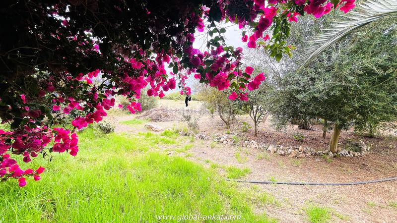 Foto 6f530e12-7f2c-47dd-ad6b-523cb8c3a83a. Masia amb piscina a Felanitx poble Felanitx