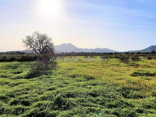 Terreny residencial a Felanitx Poble. Bonita finca en es camí de´s puput (ref. s2040)