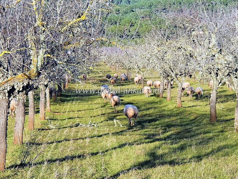 Foto 11afea95-58ad-45e2-9d1f-13e9d5069361. Residential plot in S´Horta - Cas Concos des Cavaller - Es Carritxó Felanitx