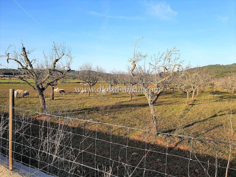 Foto 47d92f4a-3712-425a-889d-225cc5ae6adf. Residential plot in S´Horta - Cas Concos des Cavaller - Es Carritxó Felanitx