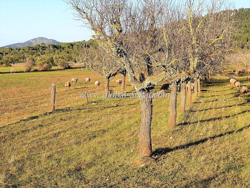 Foto 69fea6a5-fd7b-4d0c-803f-0625b3a7c82f. Residential plot in S´Horta - Cas Concos des Cavaller - Es Carritxó Felanitx