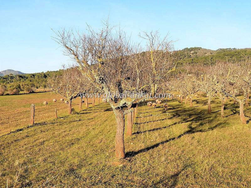 Foto e3dc1ec6-9572-4a91-9059-ead472ad08ff. Residential plot in S´Horta - Cas Concos des Cavaller - Es Carritxó Felanitx