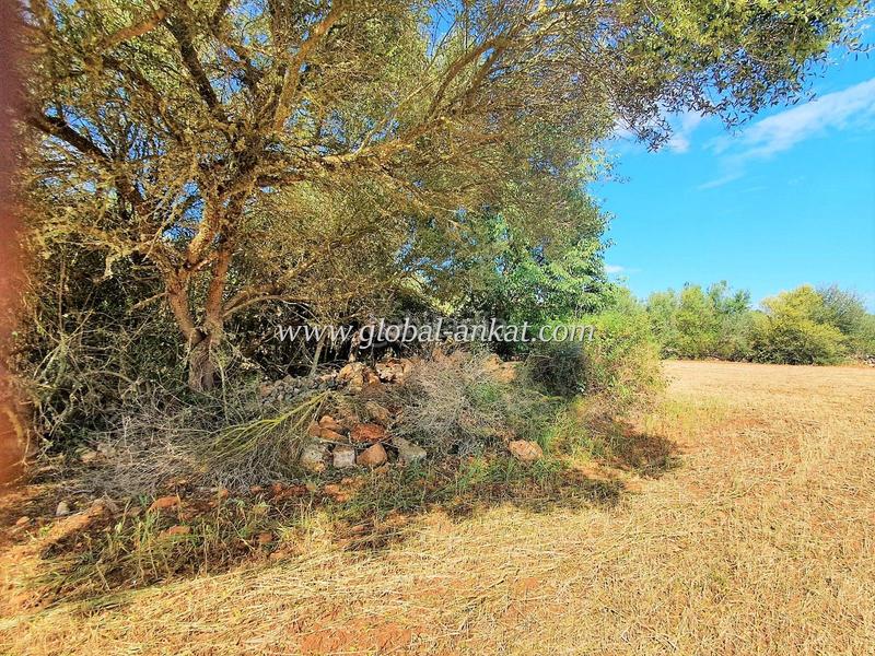 Foto 1f6f8d02-7d68-4cd6-a029-8d1f1aef66ff. Terreno residenziale in Felanitx poble Felanitx