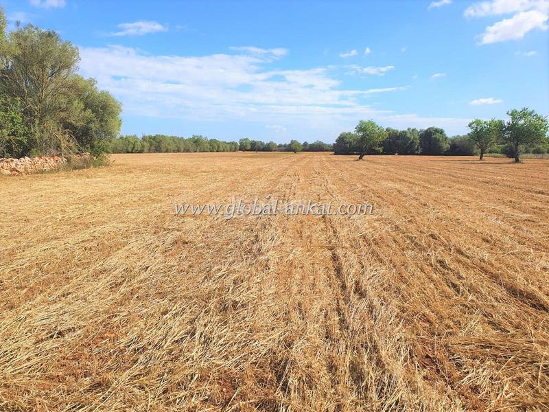 Foto e4002b83-c8f6-4f5d-9f45-f751a19ed629. Terreno residenziale in Felanitx poble Felanitx