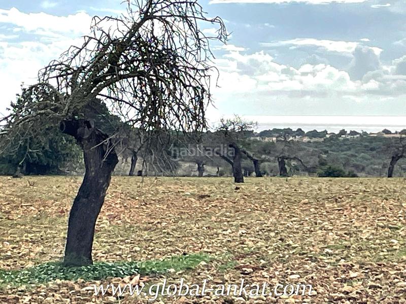 Foto 0e648c31-c521-48ed-8200-9700bde4d5f4. Finca rústica a Cala Murada Manacor