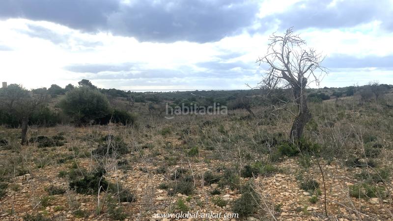 Foto 1ee9737f-8926-442e-a4a4-074b5bb4d70c. Finca rústica a Cala Murada Manacor