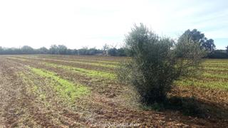 Finca rústica a Felanitx Poble. Terreno no urbanizable en ca'n leluia de felanitx (ref. tr2029)