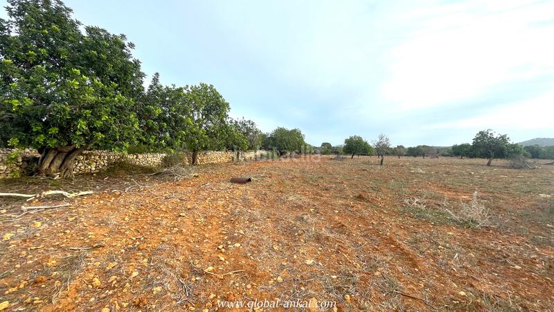 Foto 764f7dd7-4a4d-4e48-966f-0c297ddfabbb. Fondo rustico in S´Horta - Cas Concos des Cavaller - Es Carritxó Felanitx