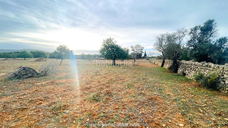 Foto 7853b8f6-6ca7-4ad8-9b09-7aea5dc1c3b1. Fondo rustico in S´Horta - Cas Concos des Cavaller - Es Carritxó Felanitx