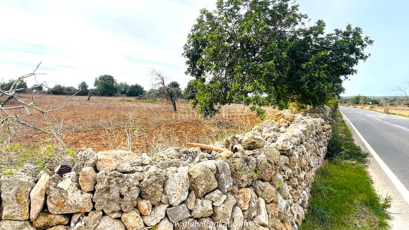 Foto c1740371-201f-4df2-96a7-39ab413f726d. Fondo rustico in S´Horta - Cas Concos des Cavaller - Es Carritxó Felanitx