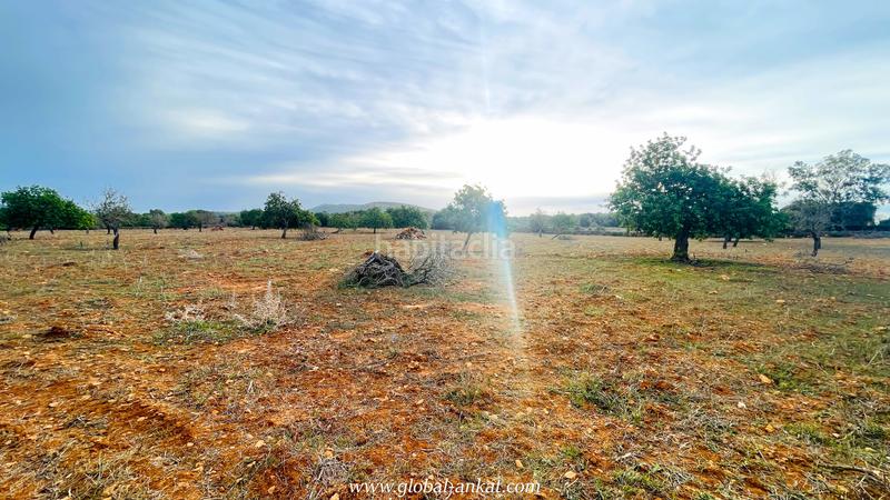 Foto dca09b66-1d7f-4918-b0af-f600849d24fb. Fondo rustico in S´Horta - Cas Concos des Cavaller - Es Carritxó Felanitx