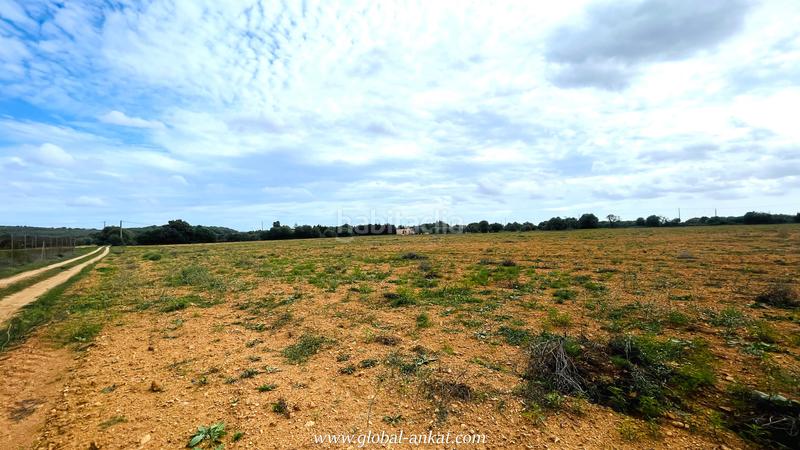 Foto d504c53d-846e-4be5-8835-4ff3611466e9. Residential plot in Felanitx poble Felanitx