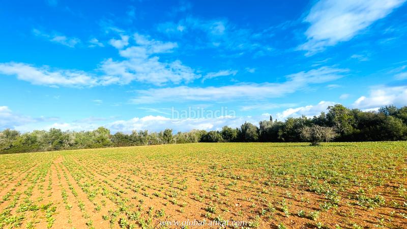 Foto 1206581f-d409-4bc4-abe2-34eb796476a9. Fondo rustico in Felanitx poble Felanitx