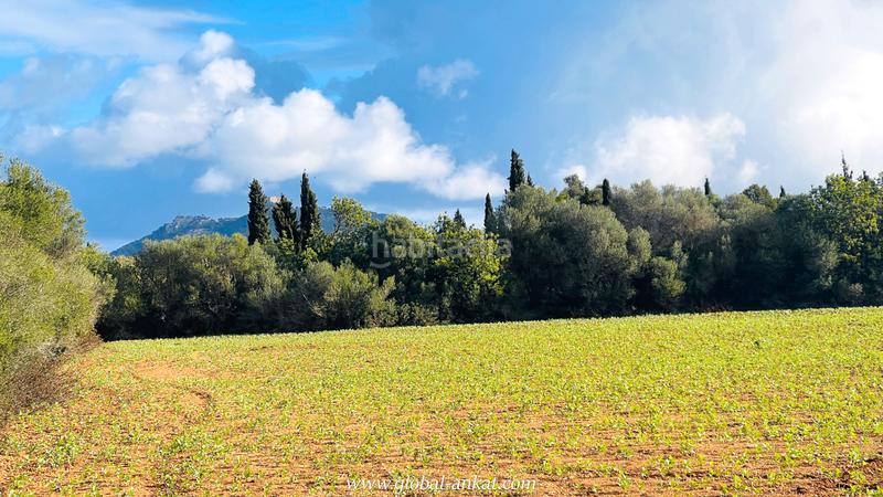 Foto 96e33617-4d6a-4995-86b9-847d5f8e2c62. Fondo rustico in Felanitx poble Felanitx