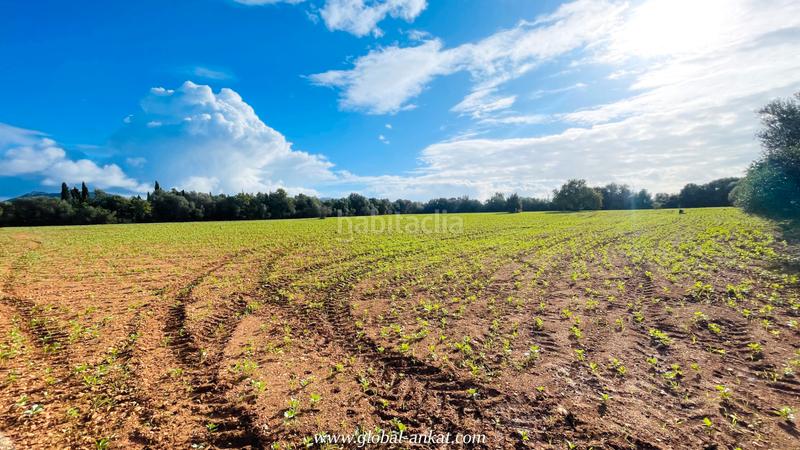 Foto d9255729-9c9f-4199-a1ab-af3c9edaef16. Fondo rustico in Felanitx poble Felanitx