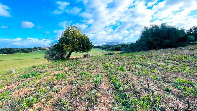 Foto c39932c6-997f-44ca-a9f8-c594b0cd3e06. Landgut in Felanitx poble Felanitx