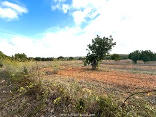 Rural plot in Felanitx Poble. Oportunidad única: terreno rústico con proyecto de lujo en felan