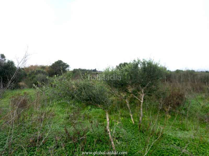 Foto 92484304-48ef-4a1c-8dfa-b87e91509a21. Finca rústica a Felanitx poble Felanitx