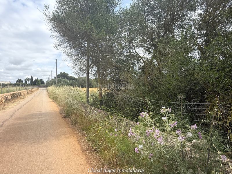 Foto c9f7c98f-56b3-492a-8269-9d1bbc21f0d6. Finca rústica a Felanitx poble Felanitx