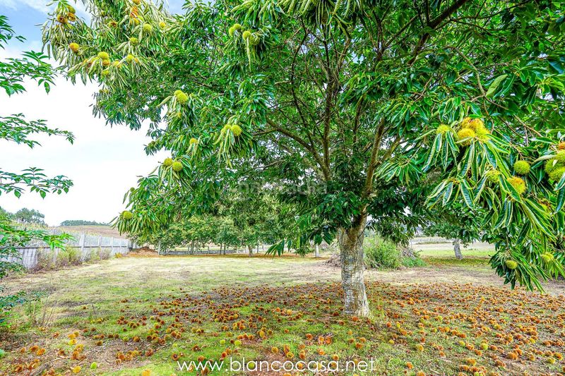 Foto 1b8e7565-107a-442e-b1ab-defa9956e4df. Finca rústica a Zas