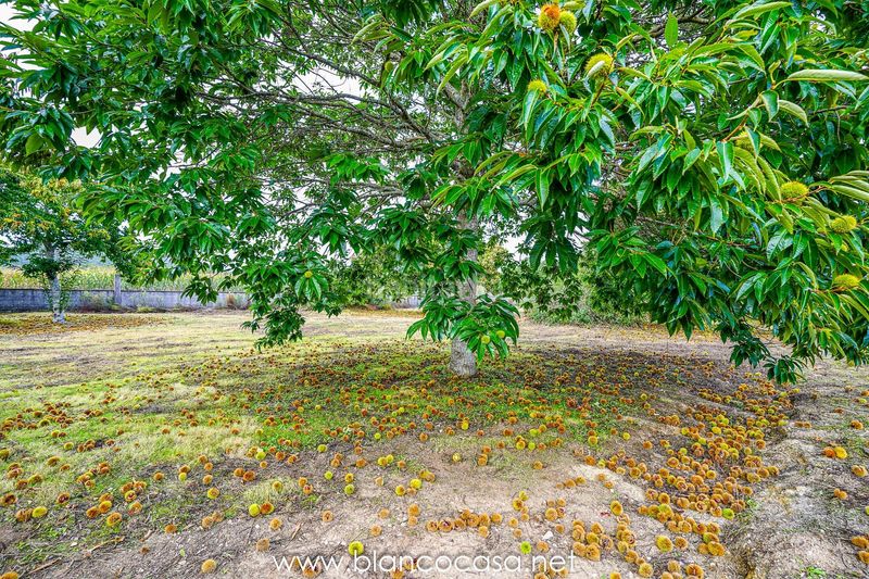 Foto 41397f10-6546-47ca-a6dd-a164e5ab8318. Finca rústica a Zas