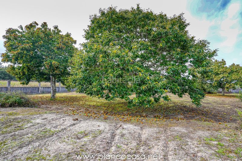 Foto 4fd8c408-79b8-442e-943f-c8da1618404b. Finca rústica a Zas