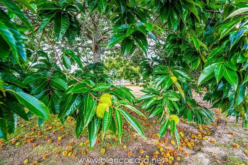 Foto 797f2327-1a3d-442f-96cf-1dc8df77416e. Finca rústica a Zas